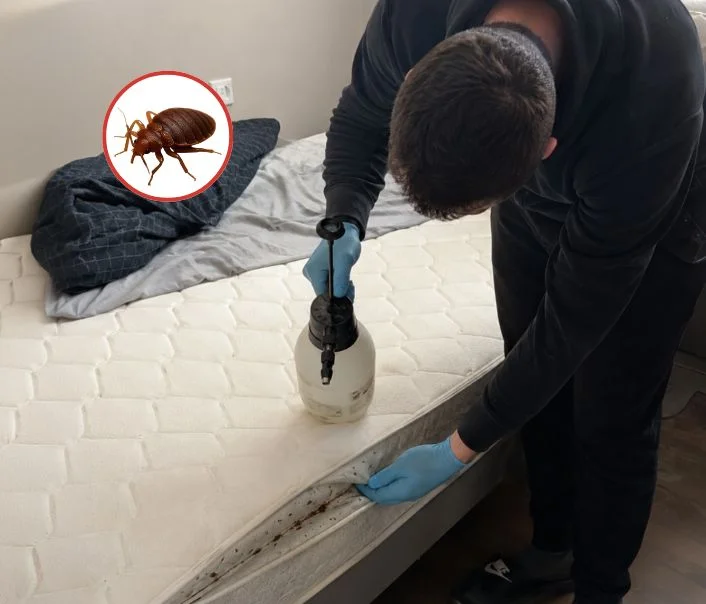Technicien traitant un matelas contre les punaises de lit à Chailly-en-Brie